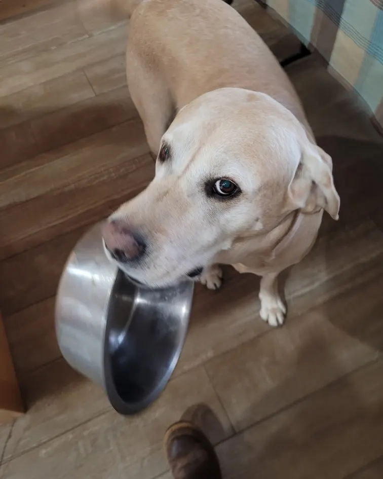 Cooper the dog